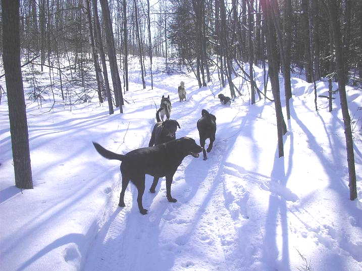 Copper Creek Kennels Facilities